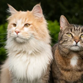 test with image to Woo